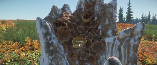Heart of the Woods